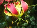 fire lily,gloriosa lily,glory lily,superb lily,climbing lily,creeping lily,tiger claw,isimiselo (Z),